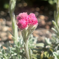 Antennaria rosea